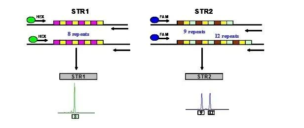 森貝伽生物：STR鑒定，為您的細(xì)胞提供身份證明